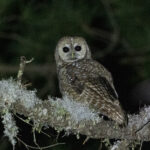 Spotted Owl (image by Leo Garrigues)
