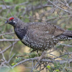 Spruce Grouse (image by Pete Morris)