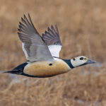 Steller's Eider (image by Pete Morris)