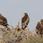 Steppe Eagles (image by Hannu Jannes)