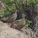 Stone Partridge (image by Pete Morris)