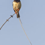 Straw-tailed Wydah (image by Pete Morris)