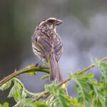 Streaky Seedeater (image by Nik Borrow)