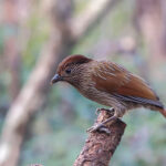 Striated Laughingthrush (image by Hannu Jannes)
