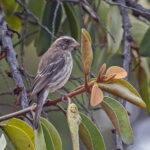Stripe-breasted Seedeater (image by Pete Morris)