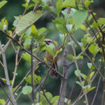 Striped Laughingthrush (image by Hannu Jännes)