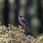 Striped Sparrow (image by Leo Garrigues)
