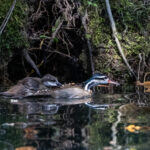 Sungrebe (image by Leo Garrigues)