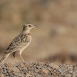 Sykes's Lark (image by Hannu Jannes)