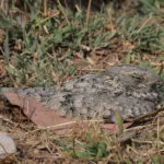 Sykes's Nightjar (image by Hannu Jannes)