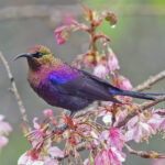 Tacazze Sunbird (image by Pete Morris)