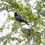Tamaulipas Crow (image by Leo Garrigues)