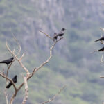 Tamaulipas Crows (image by Leo Garrigues)