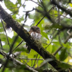 Tamaulipas Pygmy Owl (image by Leo Garrigues)