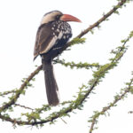 Tanzanian Red-billed Hornbill (image by Nik Borrow)