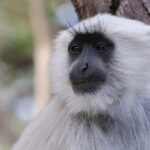 Tarai Sacred Langur (image by Hannu Jannes)
