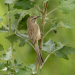 Tarim Babbler (image by Mark Beaman)
