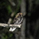 Tawny-collared Nightjar (image by Leo Garrigues)