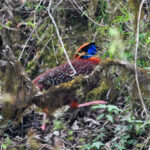 Temminck's Tragopan (image by Peter Lobo)