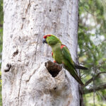 Thick-billed Parrot (image by Leo Garrigues)