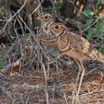 Three-banded Courser (image by Pete Morris)