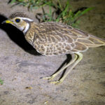 Three-banded Courser (image by Nik Borrow)