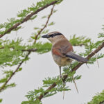 Three-streaked Tchagra (image by Pete Morris)