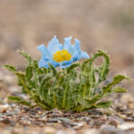 Tibetan Blue Poppy (image by Mark Beaman)