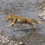 Tibetan Fox (image by Mark Beaman)