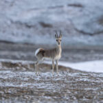 Tibetan Gazelle (image by Mark Beaman)