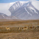 Tibetan Gazelles (image by Mark Beaman)
