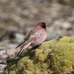 Tibetan Rosefinch (image by Mark Beaman)