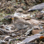 Tibetan Rosefinch female (image by Mark Beaman)