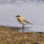 Tibetan Sand Plover (image by Mark Beaman)