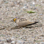 Tibetan Sandgrouse (image by Mark Beaman)