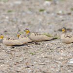 Tibetan Sandgrouse (image by Mark Beaman)