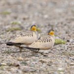 Tibetan Sandgrouse (image by Mark Beaman)