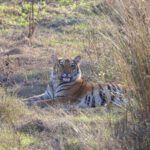Tiger (image by Hannu Jannes)