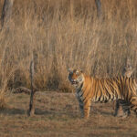 Tiger (image by Hannu Jannes)