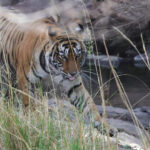 Tiger (image by Hannu Jannes)