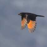 Tristram's Starling (image by Janos Olah)