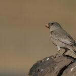 Trumpeter Finch (image by Hannu Jannes)