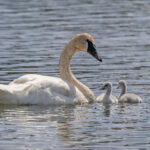 Trumpeter Swan (image by Pete Morris)
