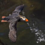 Tufted Puffin (image by Pete Morris)