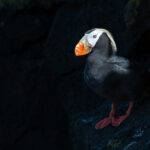 Tufted Puffin (image by Pete Morris)