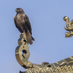 Upland Buzzard (image by Mark Beaman)