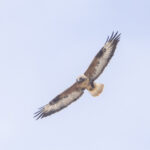 Upland Buzzard (image by Mark Beaman)