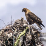Upland Buzzard and chicks (image by Mark Beaman)
