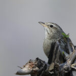 Upland Pipit (image by Hannu Jannes)