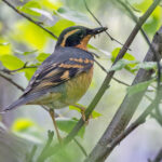 Varied Thrush (image by Pete Morris)